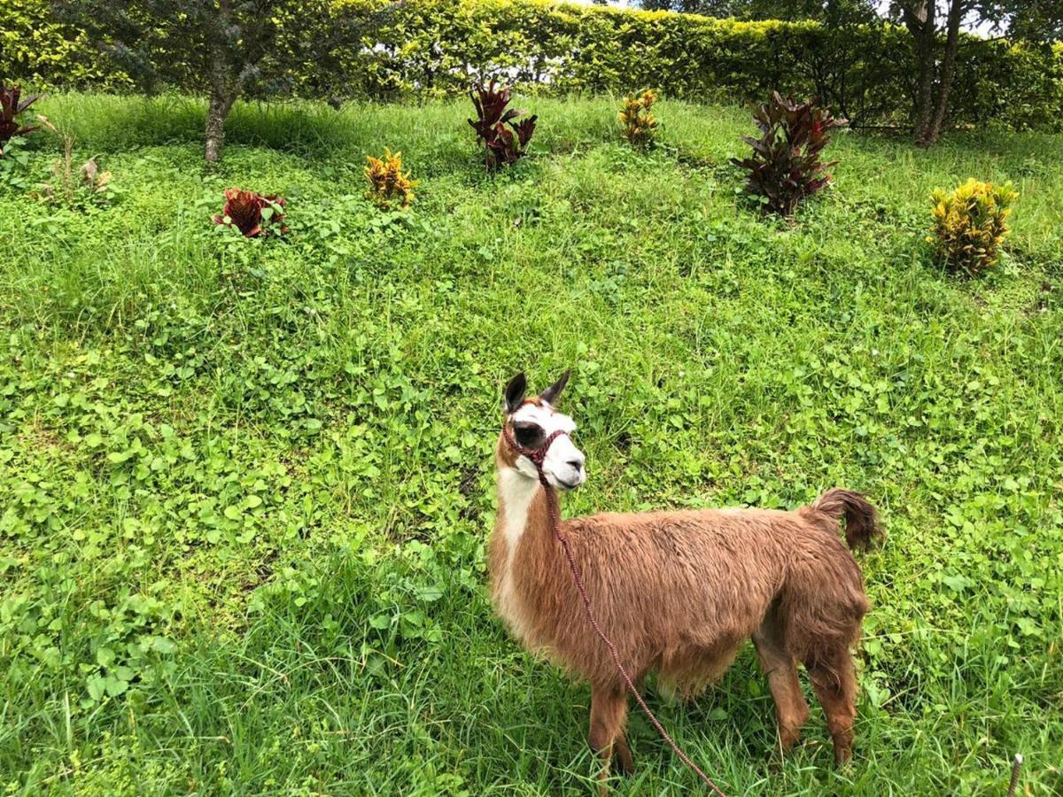 ホテル Rancho Ecoturistico El Faro ラ・メサ エクステリア 写真