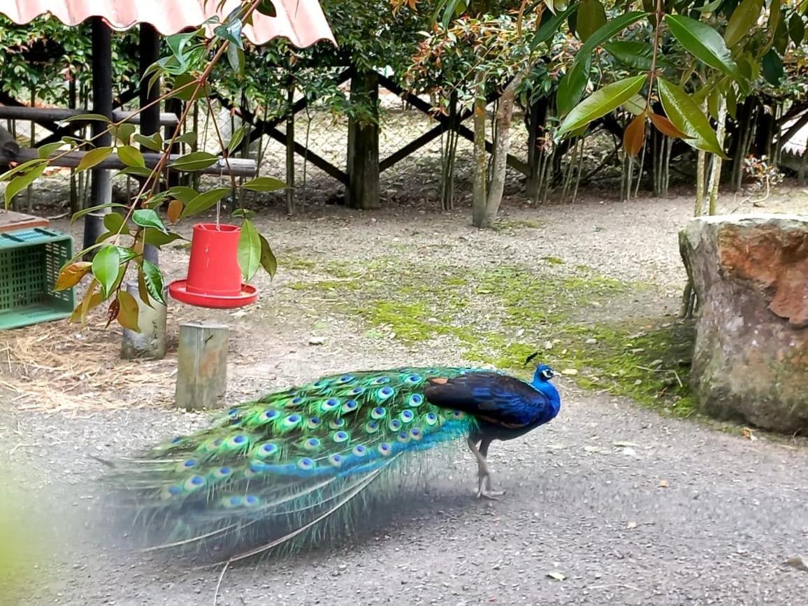 ホテル Rancho Ecoturistico El Faro ラ・メサ エクステリア 写真