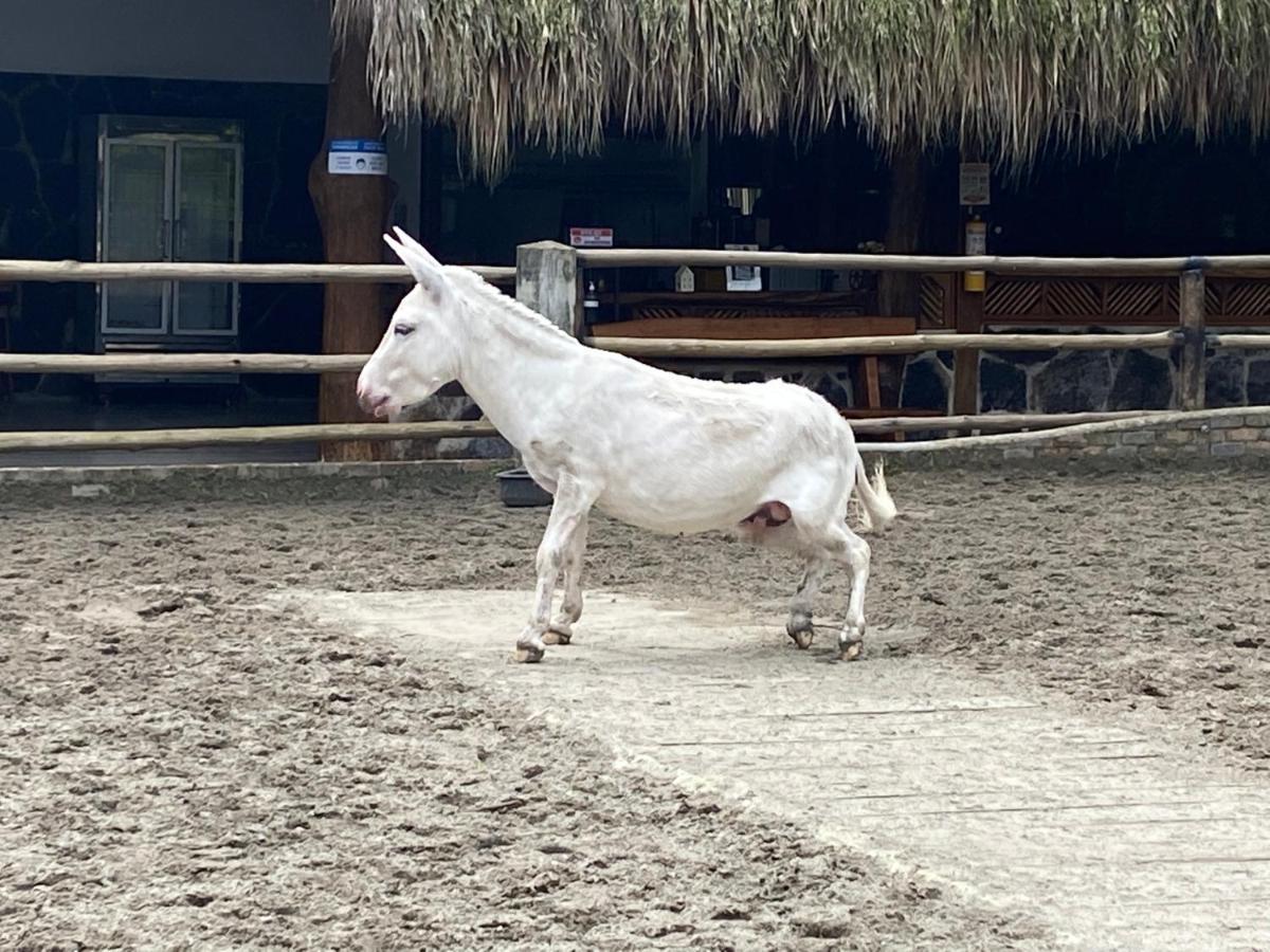 ホテル Rancho Ecoturistico El Faro ラ・メサ エクステリア 写真